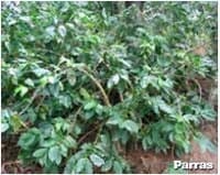 Rejuvenezca su cafetal: pode cafetos y vuelvalos productivos - Image 2
