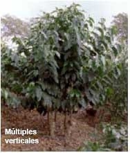 Rejuvenezca su cafetal: pode cafetos y vuelvalos productivos - Image 3
