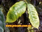 Deficiencias nutricionales que Reducen la Productividad del Cafeto - Image 4