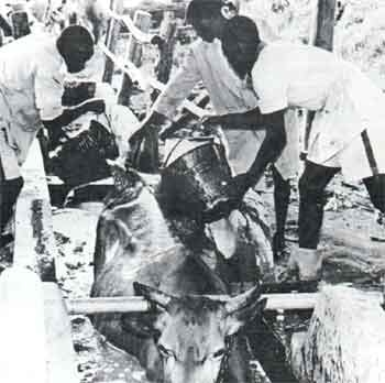 Aspectos prácticos para el manejo de la resistencia genética a los productos químicos usados como plaguicidas del ganado bovino. - Image 1