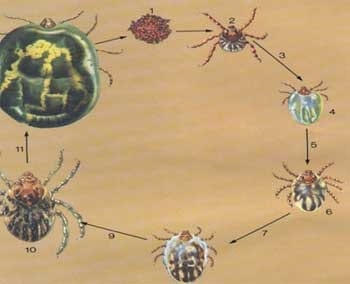 Aspectos prácticos para el manejo de la resistencia genética a los productos químicos usados como plaguicidas del ganado bovino. - Image 2