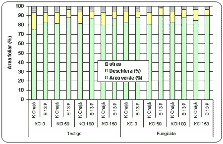 Estudio de la interacción entre variedades, dosis de cloruro de potasio y estrategias de y prácticas de manejo de enfermedades sitio pergamino. - Image 3