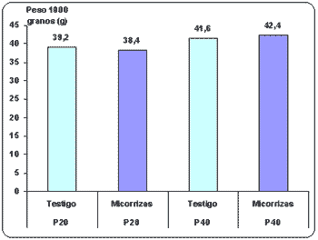 Uso de microorganismos favorables como alternativa para mejorar la nutrición fosforada de trigo. - Image 3