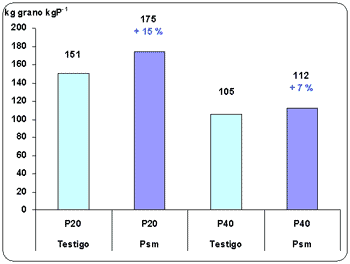 Uso de microorganismos favorables como alternativa para mejorar la nutrición fosforada de trigo. - Image 7