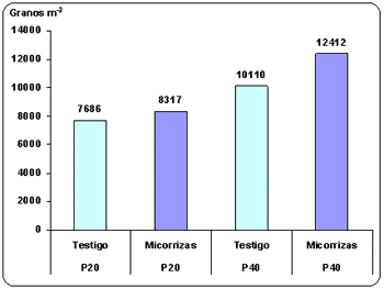 Uso de microorganismos favorables como alternativa para mejorar la nutrición fosforada de trigo. - Image 9