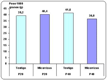 Uso de microorganismos favorables como alternativa para mejorar la nutrición fosforada de trigo. - Image 10