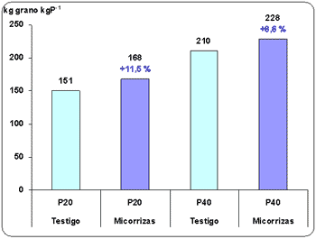 Uso de microorganismos favorables como alternativa para mejorar la nutrición fosforada de trigo. - Image 13