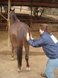 Masajes para caballos: Una necesidad equina - Image 1