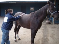 Masajes para caballos: Una necesidad equina - Image 2