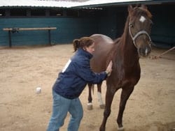 Masajes para caballos: Una necesidad equina - Image 3