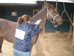 Masajes para caballos: Una necesidad equina - Image 4