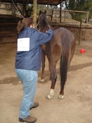 Masajes para caballos: Una necesidad equina - Image 5