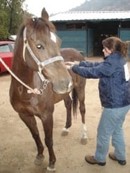 Masajes para caballos: Una necesidad equina - Image 6