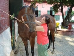 Masajes para caballos: Una necesidad equina - Image 8