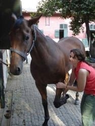 Masajes para caballos: Una necesidad equina - Image 11