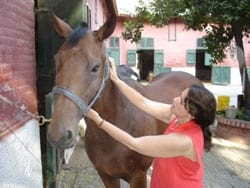Masajes para caballos: Una necesidad equina - Image 12