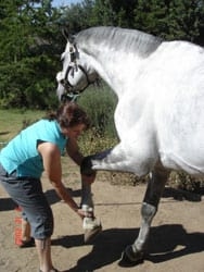 Masajes para caballos: Una necesidad equina - Image 15