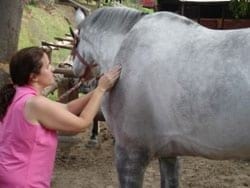 Masajes para caballos: Una necesidad equina - Image 16