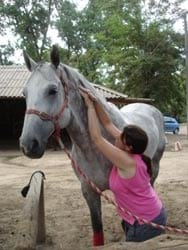 Masajes para caballos: Una necesidad equina - Image 17