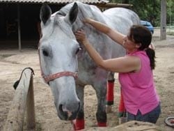 Masajes para caballos: Una necesidad equina - Image 18