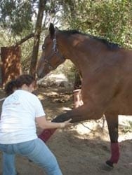 Masajes para caballos: Una necesidad equina - Image 20