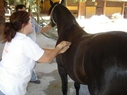 Masajes para caballos: Una necesidad equina - Image 23