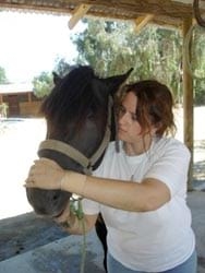 Masajes para caballos: Una necesidad equina - Image 24