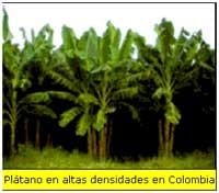 Plátano en Altas Densidades: Una Nueva Opción - Image 1