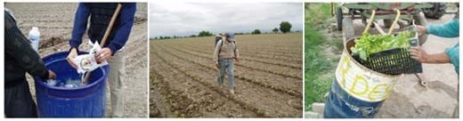 Biofertilizantes micorríticos en tabaco - Image 1