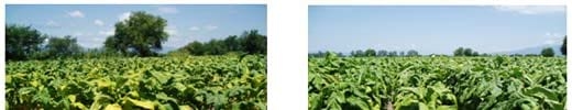 Biofertilizantes micorríticos en tabaco - Image 2