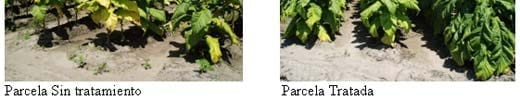 Biofertilizantes micorríticos en tabaco - Image 3
