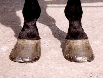 ¿Qué es el herrado correctivo? - Image 1