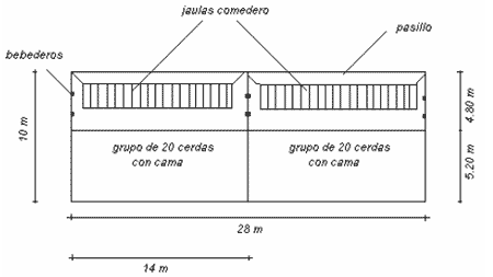 Cama Profunda en la producción porcina. Una alternativa a considerar - Image 10