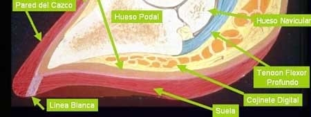 Cuando su negocio cojea - Image 2