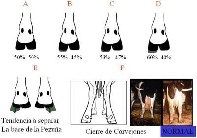 Cuando su negocio cojea - Image 7