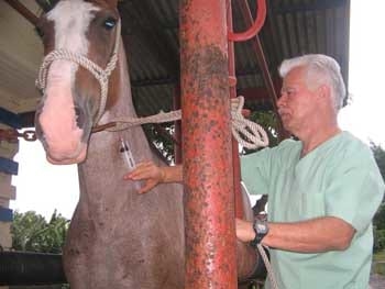 Ozonoterapia en equinos - Image 6