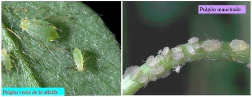 Desarrollo de estrategias de manejo integrado de los pulgones en alfalfa. - Image 1