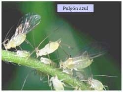 Desarrollo de estrategias de manejo integrado de los pulgones en alfalfa. - Image 2