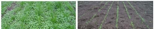 ¿Es posible sembrar pasturas en primavera en la pampa húmeda? - Image 1
