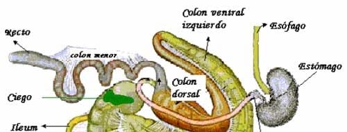 La nutricion y alimentacion del caballo - Image 2