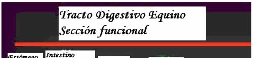 La nutricion y alimentacion del caballo - Image 4