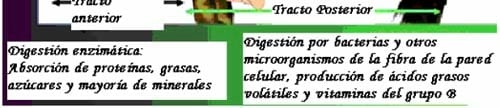 La nutricion y alimentacion del caballo - Image 6