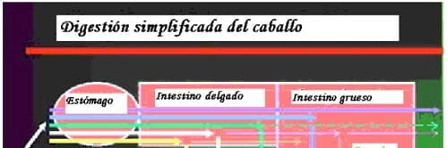 La nutricion y alimentacion del caballo - Image 7
