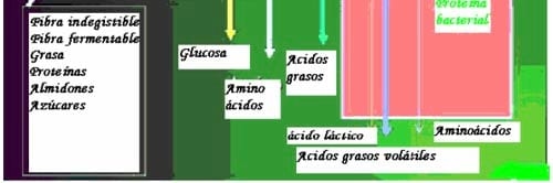 La nutricion y alimentacion del caballo - Image 8