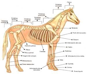 La nutricion y alimentacion del caballo - Image 18