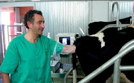 El propilenglicol mejora los resultados de la transferencia de embriones - Image 1