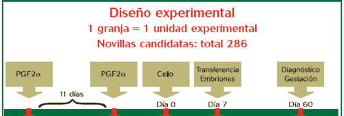 El propilenglicol mejora los resultados de la transferencia de embriones - Image 4