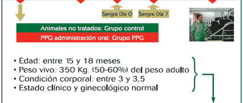 El propilenglicol mejora los resultados de la transferencia de embriones - Image 5