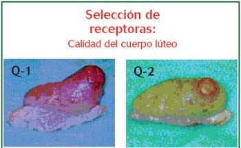 El propilenglicol mejora los resultados de la transferencia de embriones - Image 7