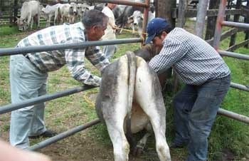 Exploración del efecto conseguido por el masaje de la región dorsal en el bovino (Bos taurus var indicus) - Image 1